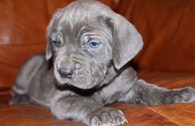 cane corso puppy